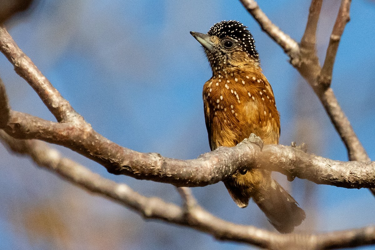 Spotted Piculet - ML611740066