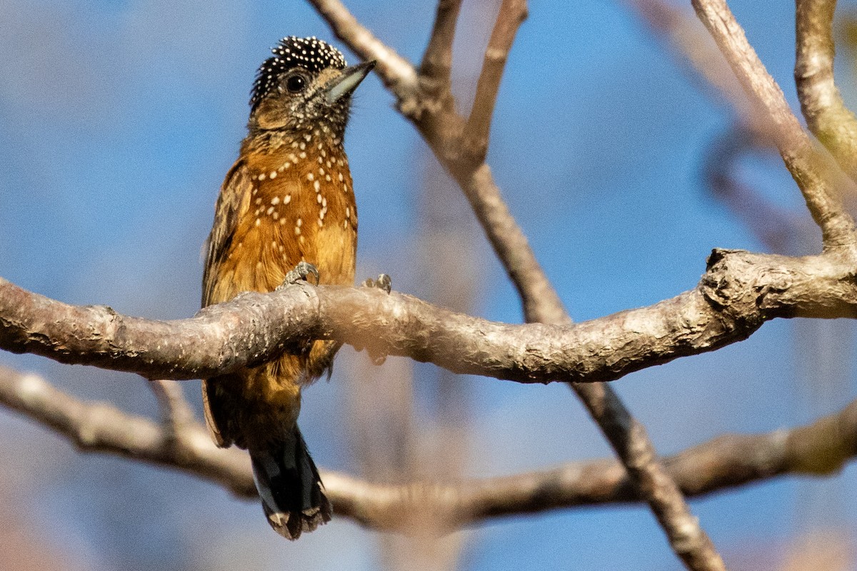 Spotted Piculet - ML611740187