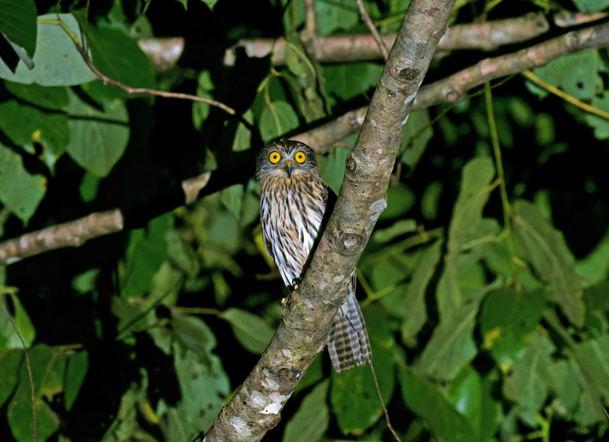 Papuan Owl - ML611740204