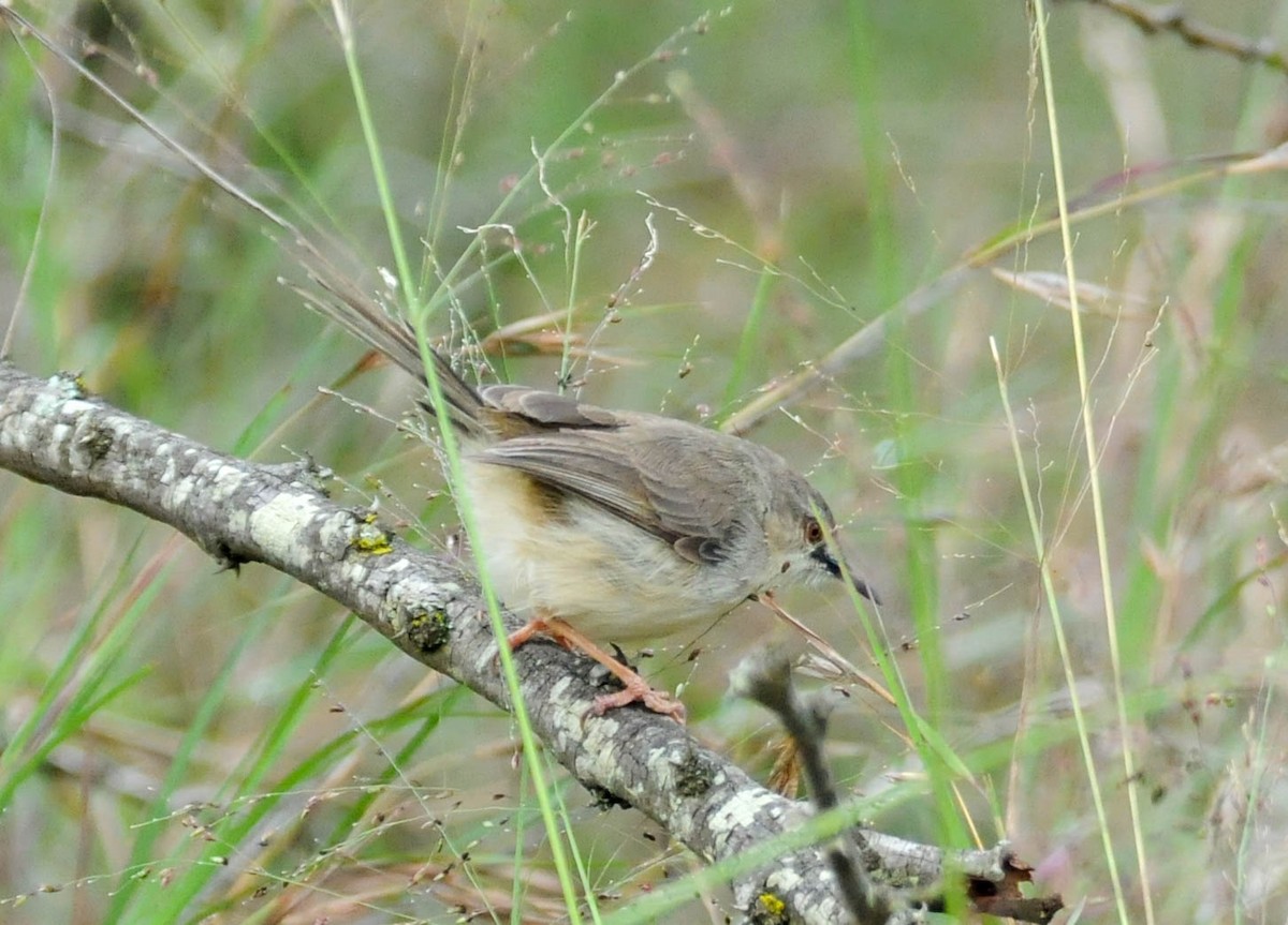 Tawny-flanked Prinia - ML611740312