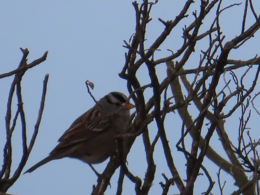 White-crowned Sparrow - ML611740324