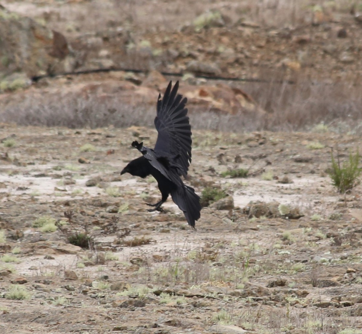 Common Raven - Ben Stalheim