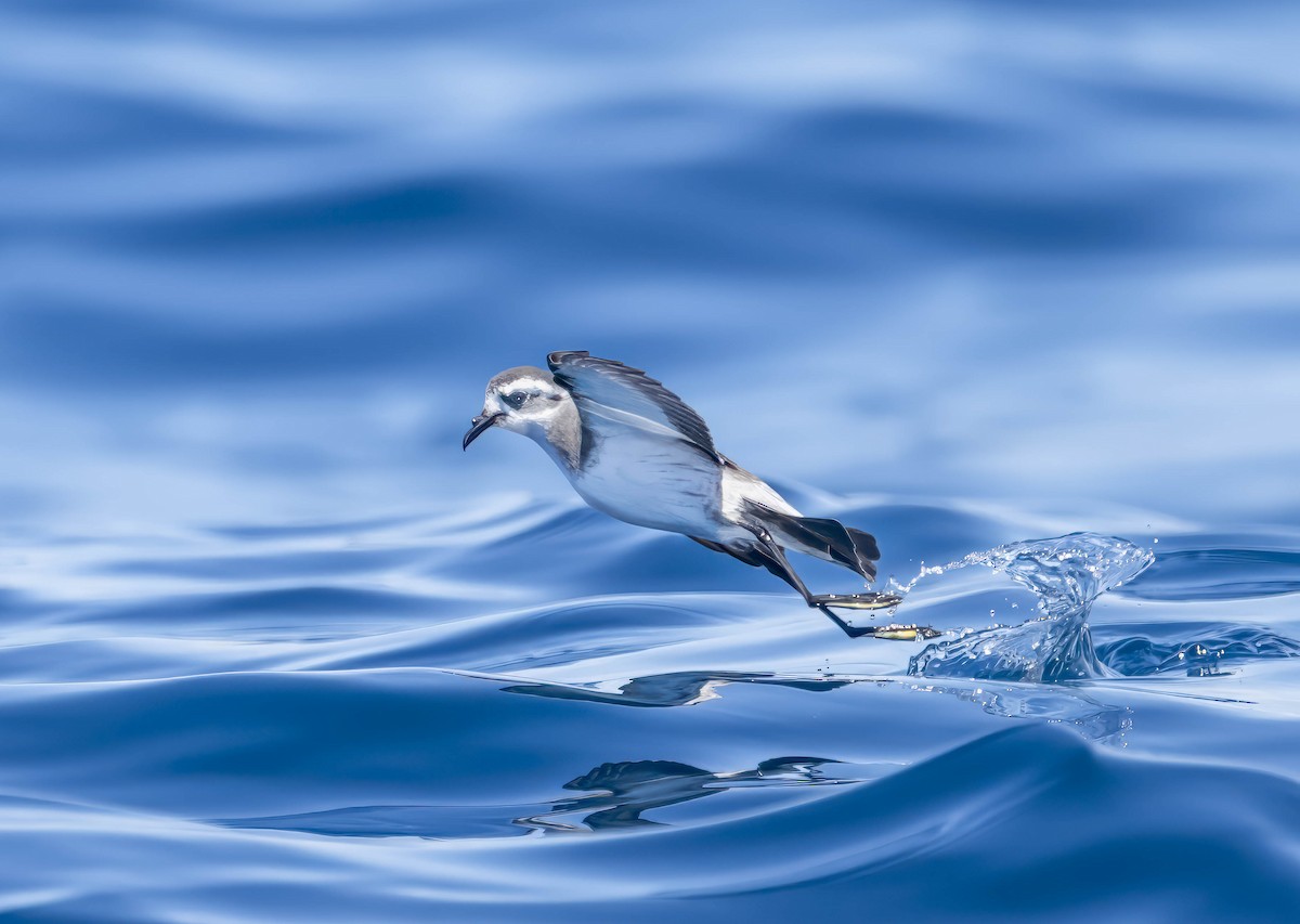 White-faced Storm-Petrel - ML611740624