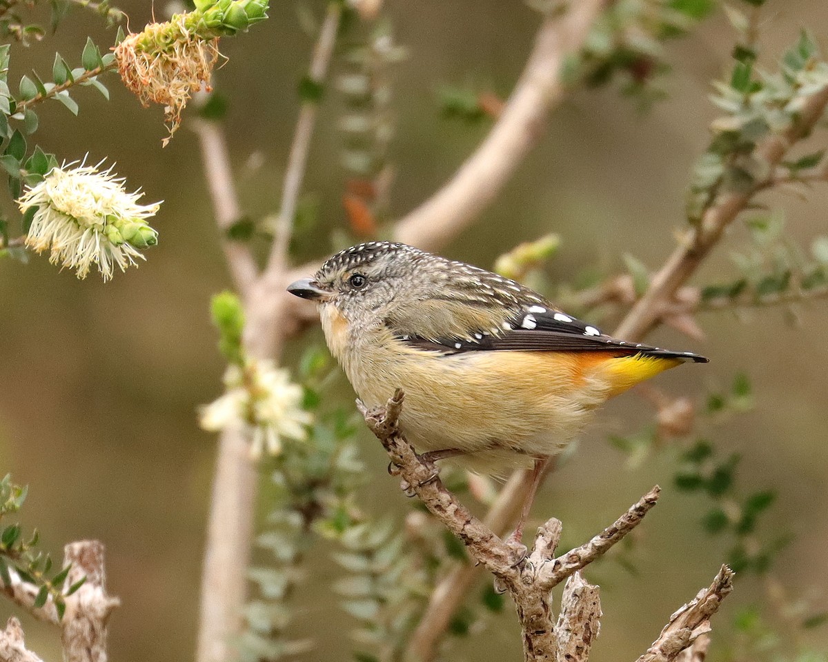 Spotted Pardalote (Spotted) - ML611740855
