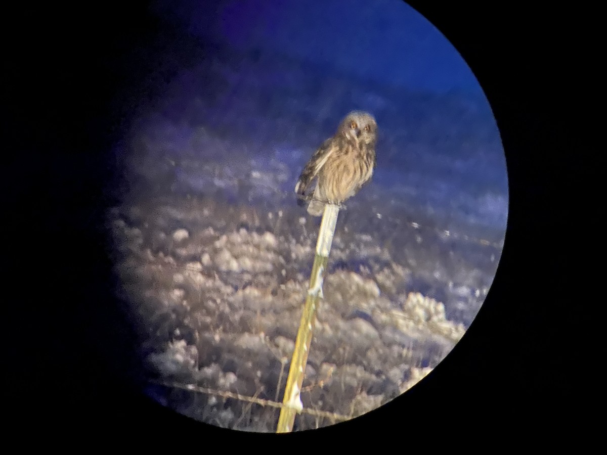 Short-eared Owl - ML611740945