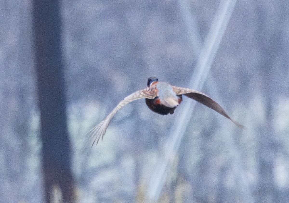 Ring-necked Pheasant - ML611741029