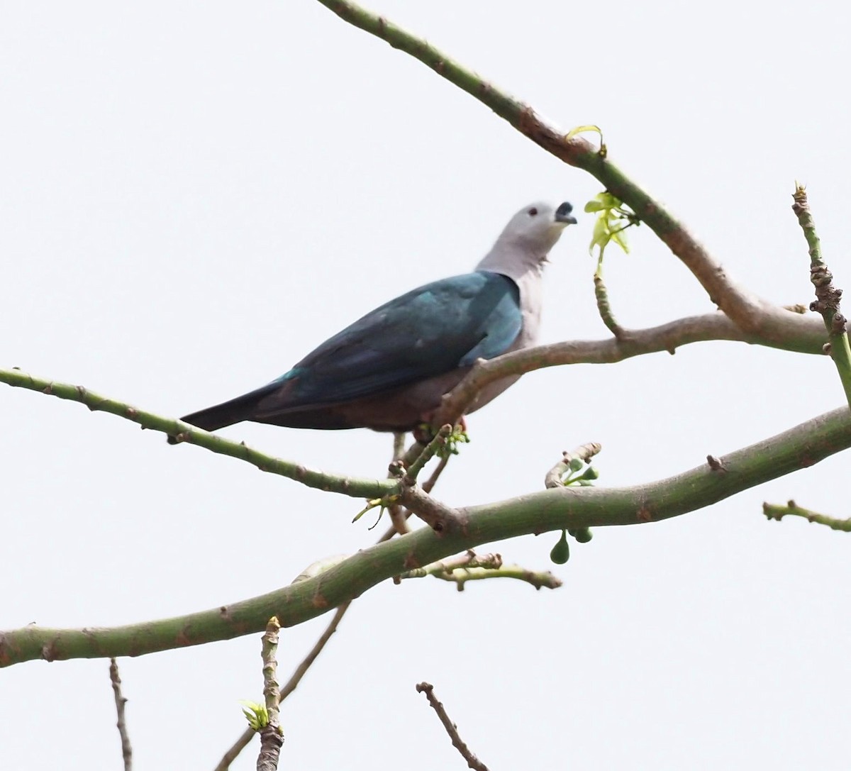 Pacific Imperial-Pigeon - ML611741172