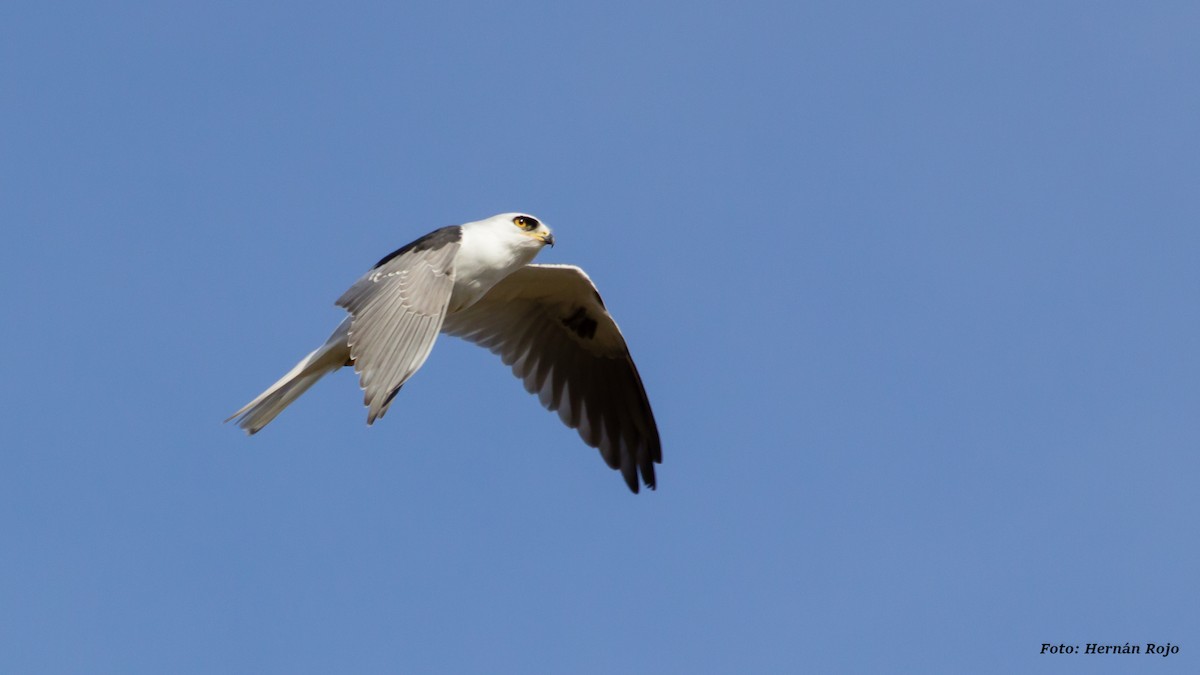White-tailed Kite - Hernán Rojo