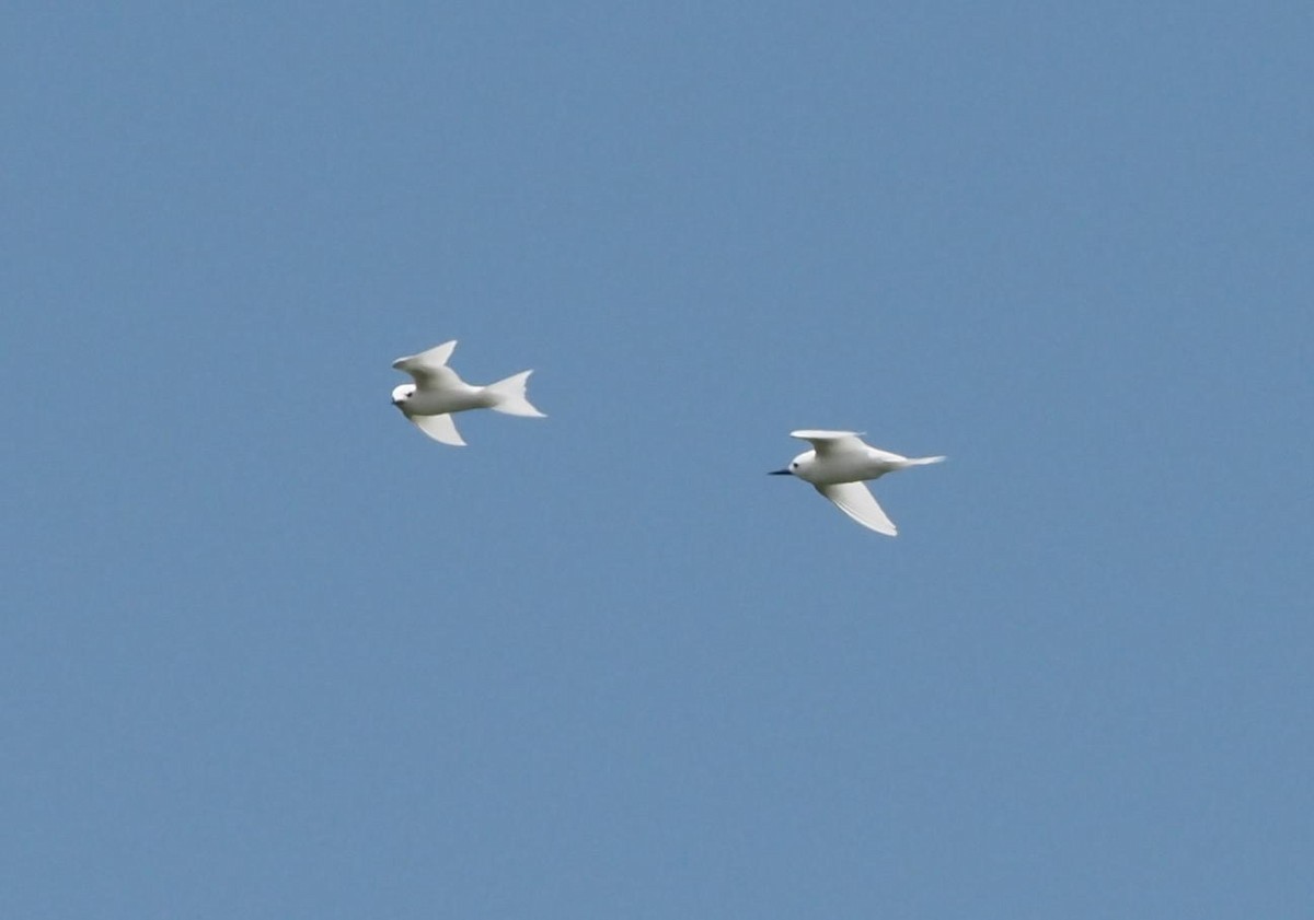White Tern - ML611741361
