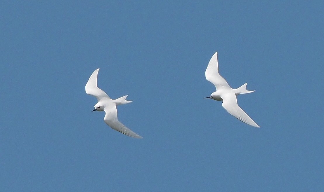 White Tern - ML611741365