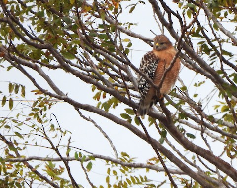 Red-shouldered Hawk - Lena Hayashi