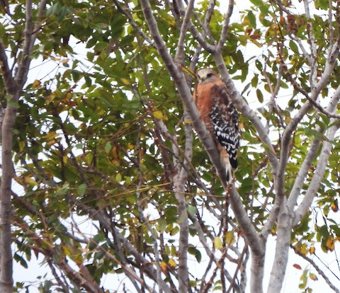 Red-shouldered Hawk - Lena Hayashi