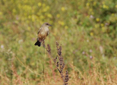 Say's Phoebe - Lena Hayashi