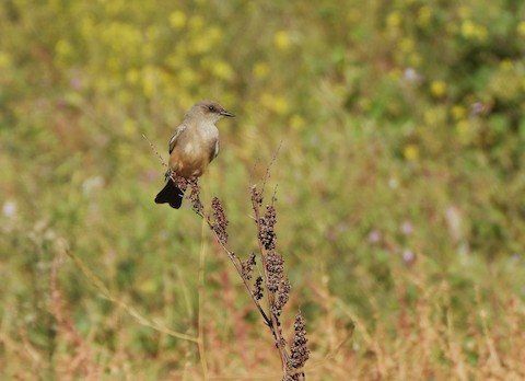 Say's Phoebe - Lena Hayashi