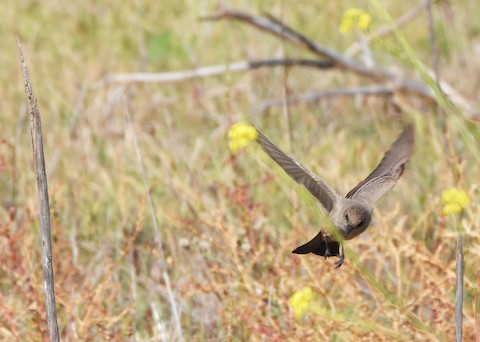 Say's Phoebe - Lena Hayashi