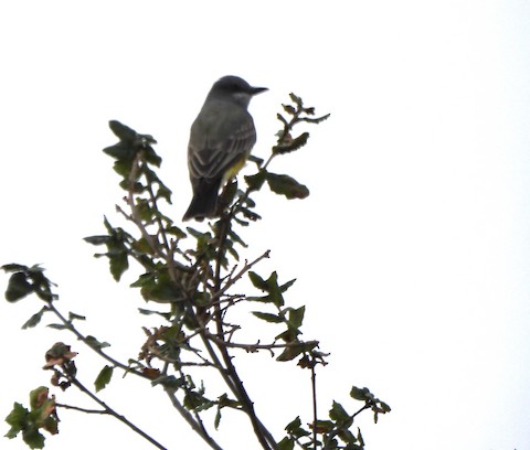 Cassin's Kingbird - Lena Hayashi