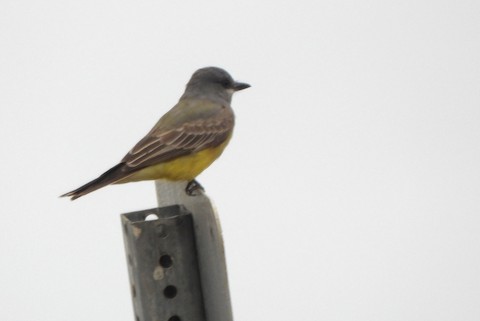 Cassin's Kingbird - Lena Hayashi