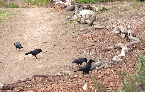 American Crow - Lena Hayashi