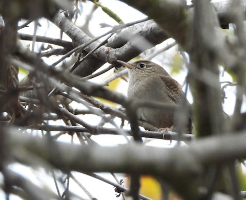 House Wren - Lena Hayashi