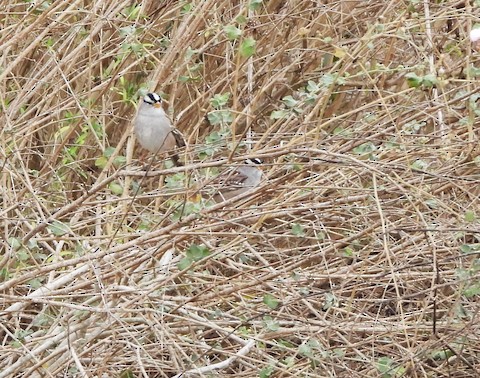 White-crowned Sparrow - Lena Hayashi