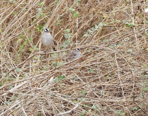 California gnatcatcher: a tiny bird that keeps its seaside habitat healthy