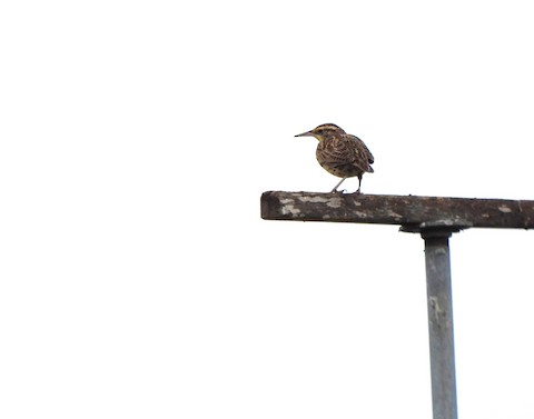 Western Meadowlark - Lena Hayashi