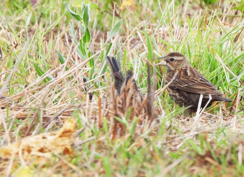 Red-winged Blackbird - Lena Hayashi