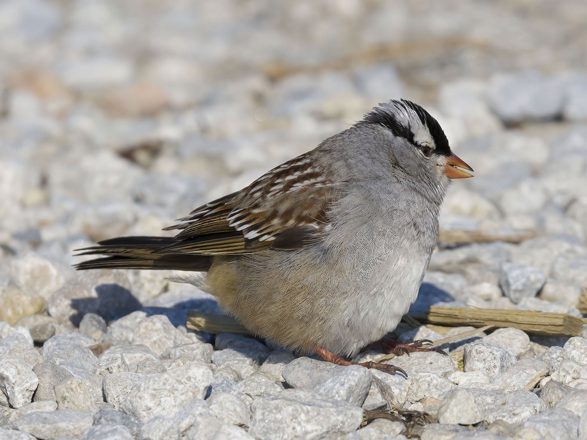 White-crowned Sparrow - ML611741948