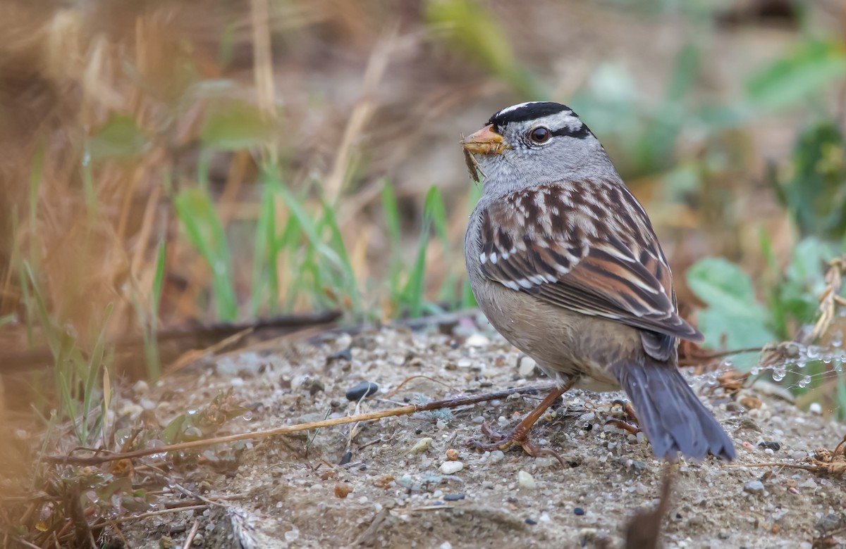 White-crowned Sparrow - ML611742341