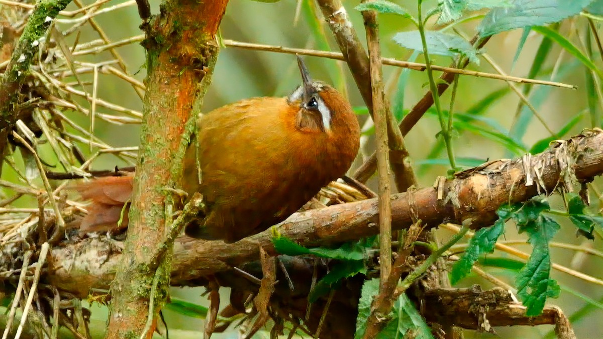 White-browed Spinetail - ML611742620