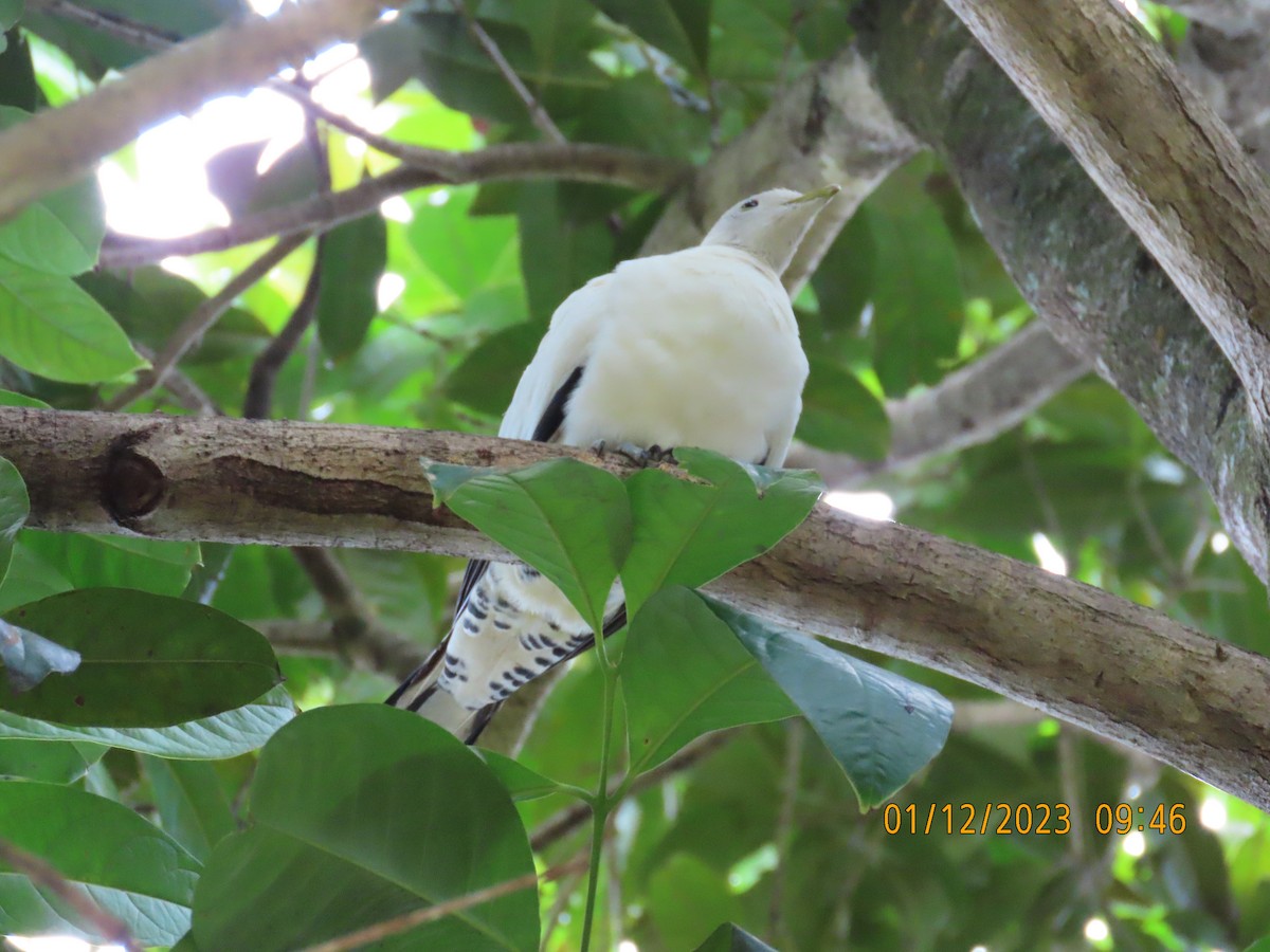 Torresian Imperial-Pigeon - ML611742652