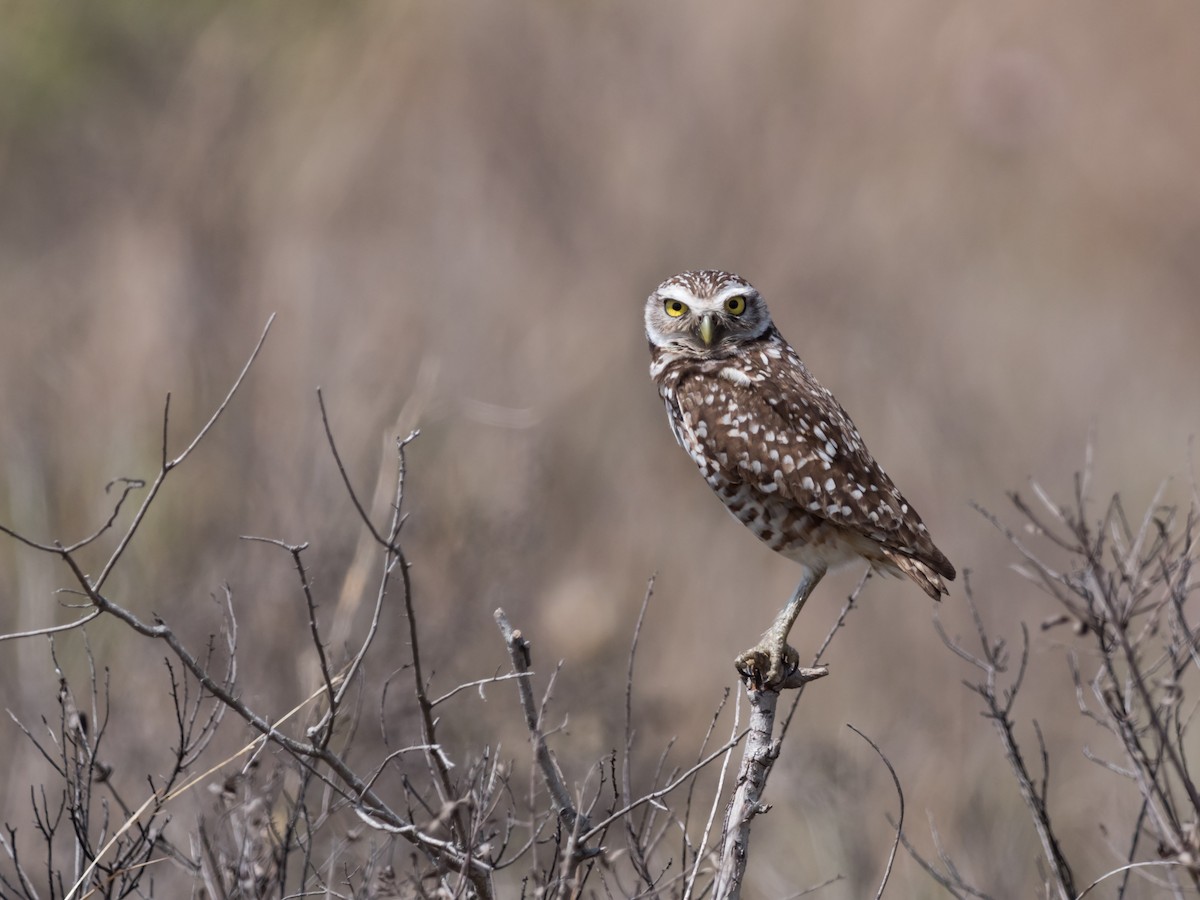 Burrowing Owl - ML61174271