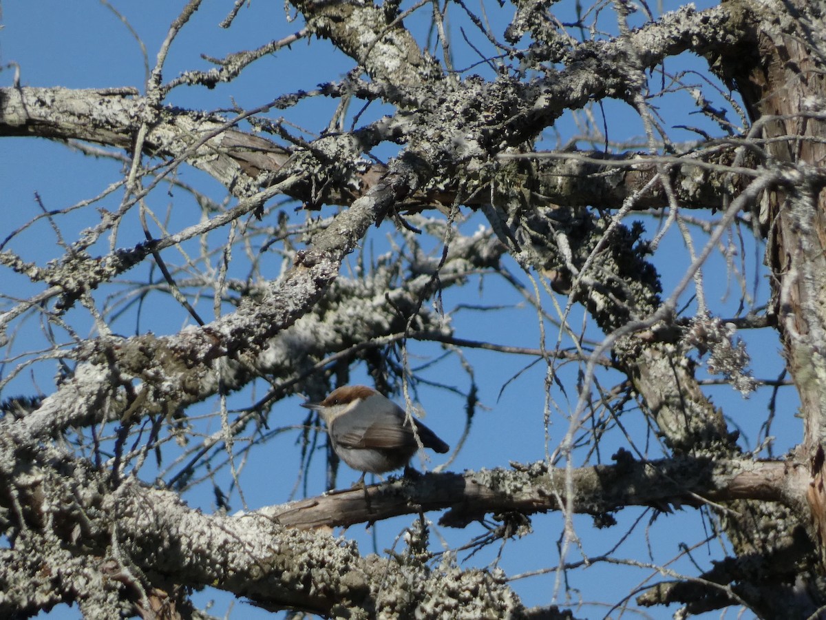Brown-headed Nuthatch - ML611742865