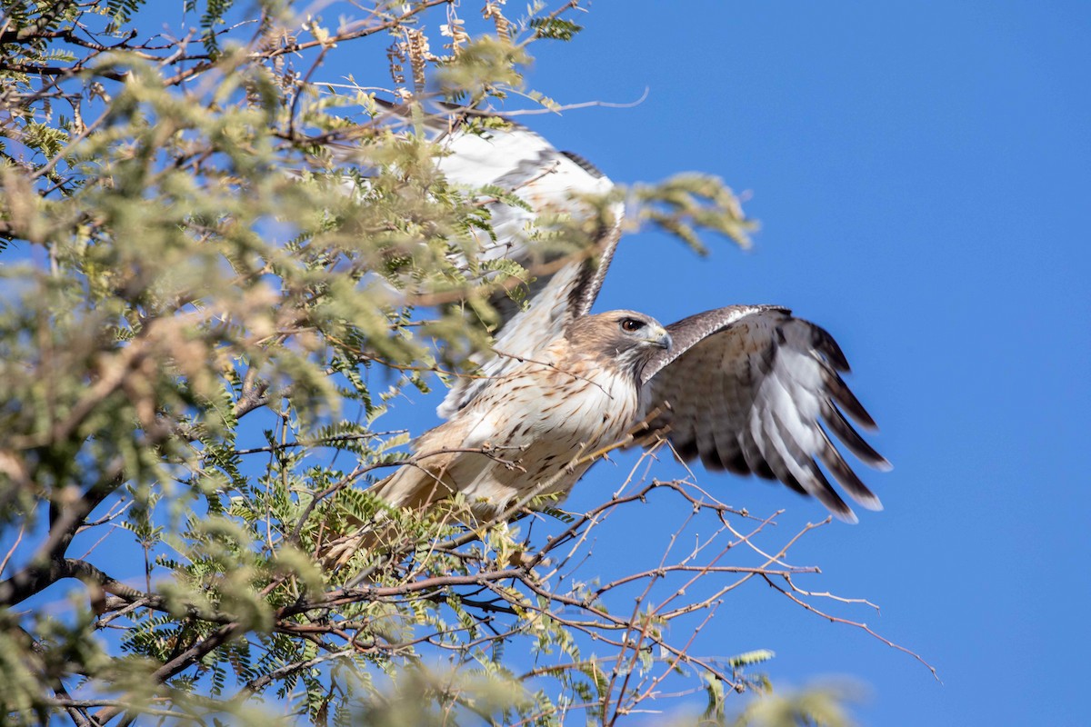 Red-tailed Hawk - ML611743119