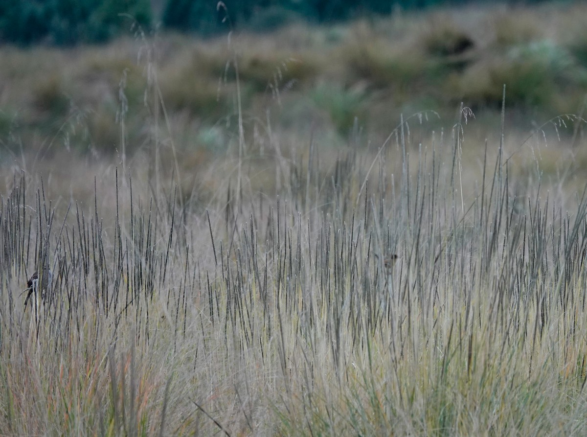 Grass Wren (Northern) - ML611743324
