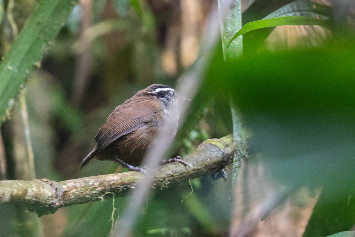 Gray-breasted Wood-Wren (Andean) - ML611743407
