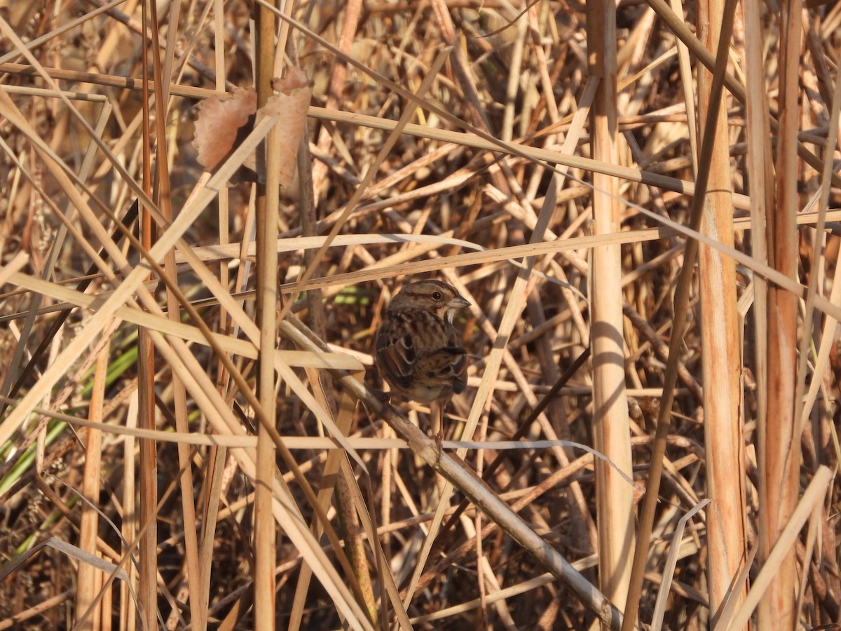 Swamp Sparrow - ML611743514