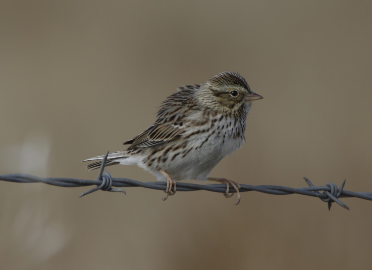 Savannah Sparrow - ML611743540