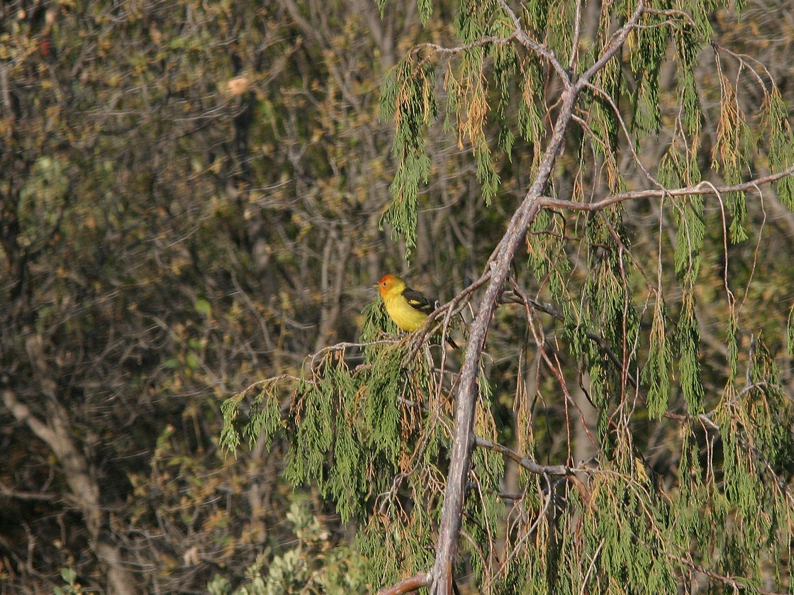 Western Tanager - ML611743548