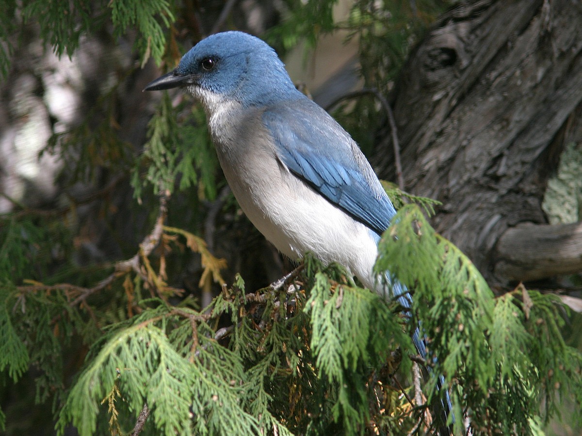 Mexican Jay - ML611743576