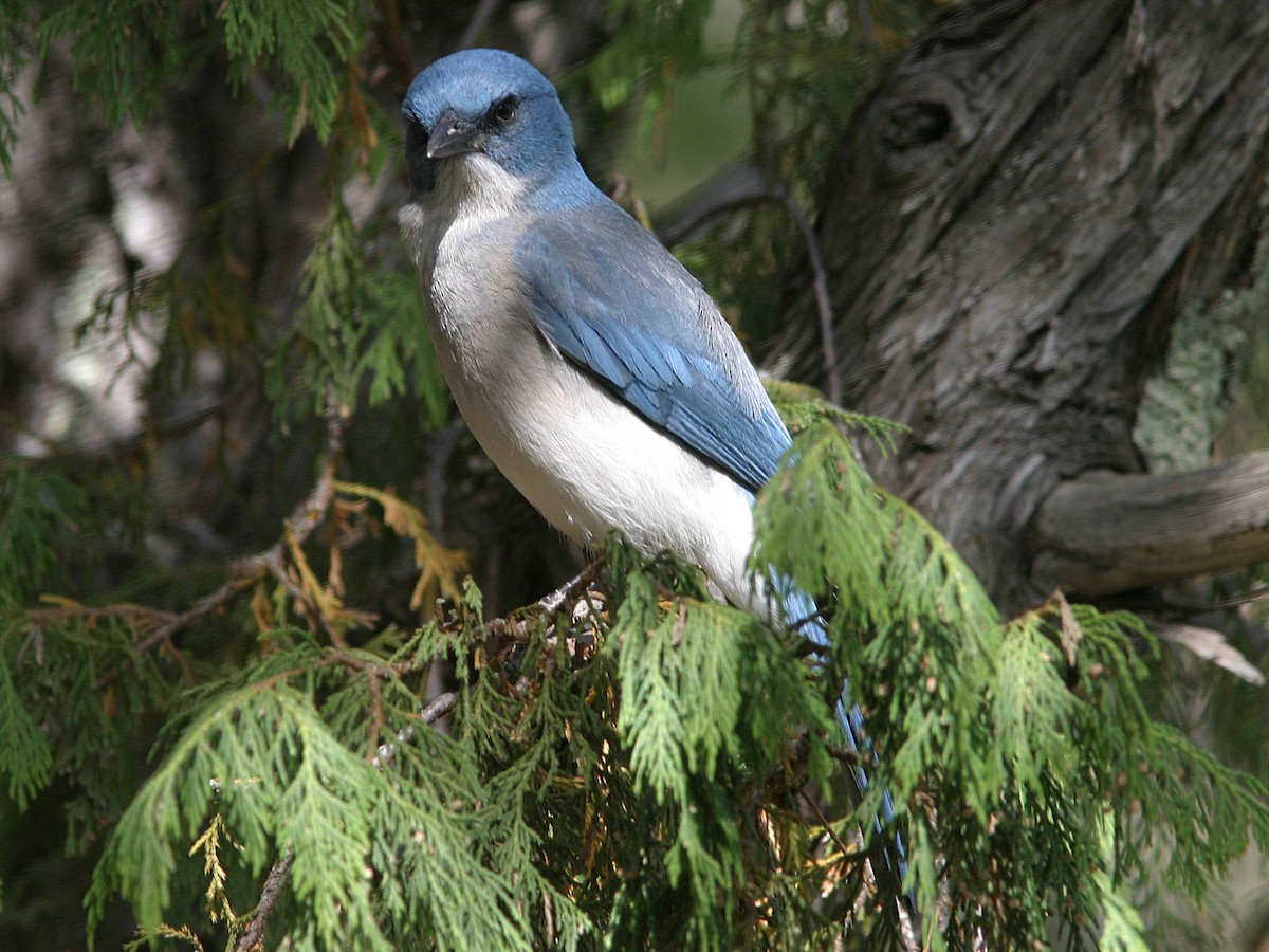 Mexican Jay - ML611743578