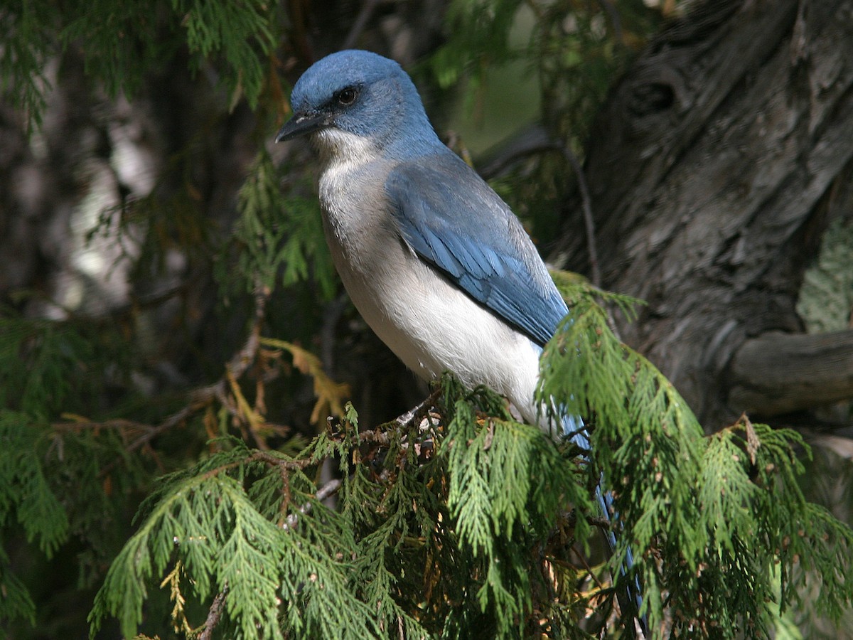 Mexican Jay - ML611743579