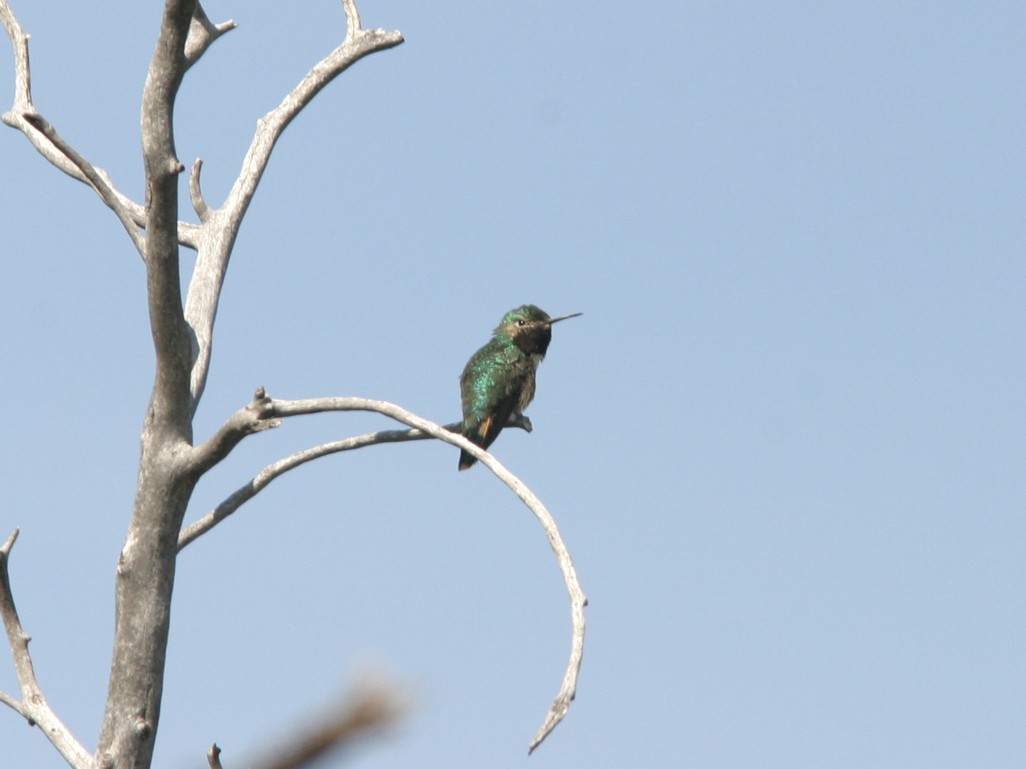 Broad-tailed Hummingbird - James Flynn