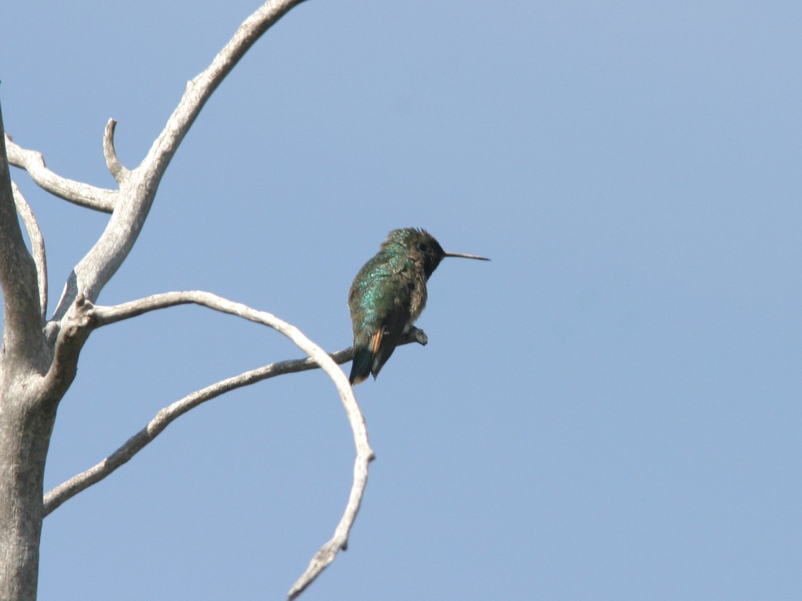 Broad-tailed Hummingbird - James Flynn