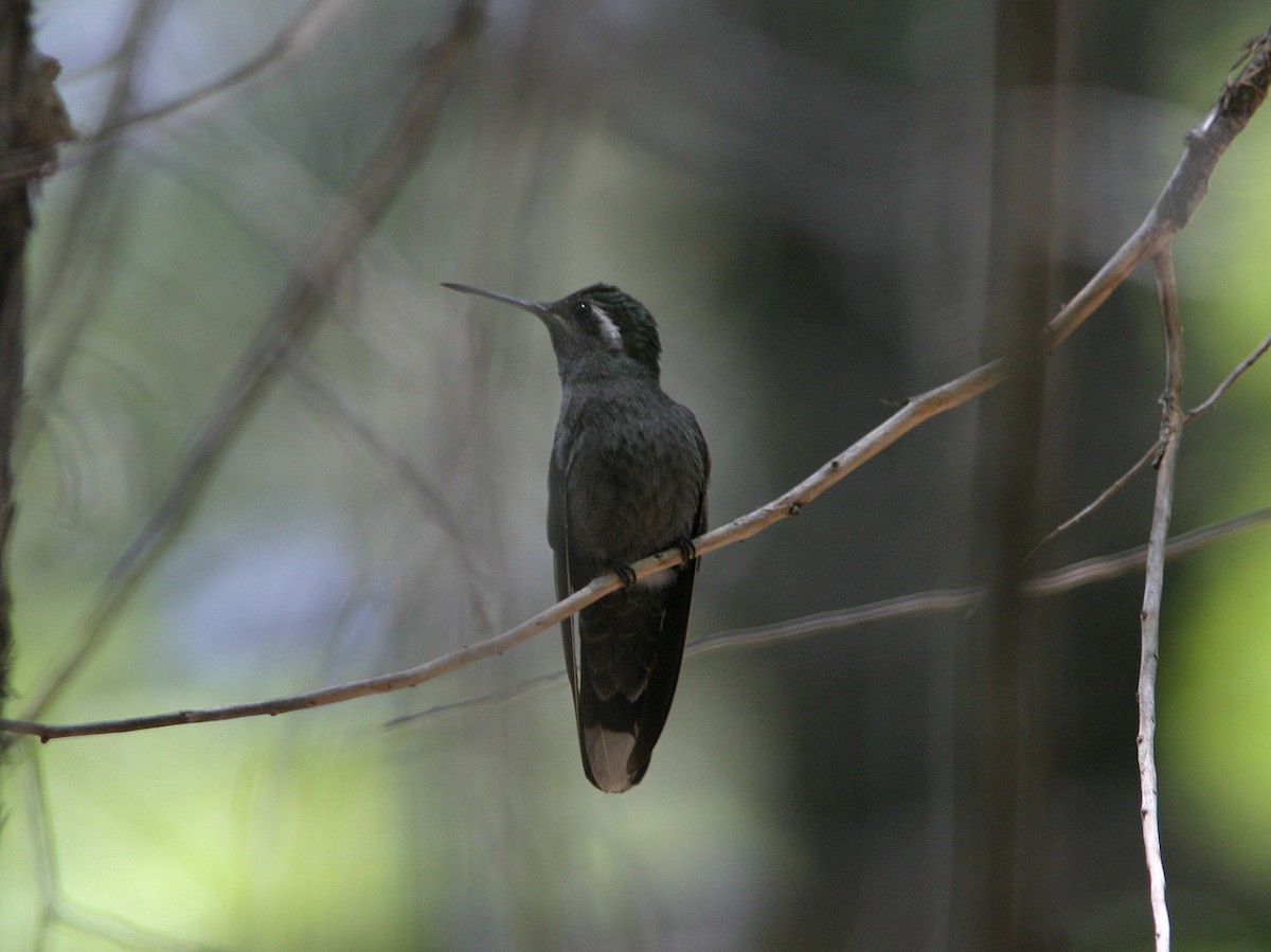 kolibřík blankytohrdlý - ML611743619