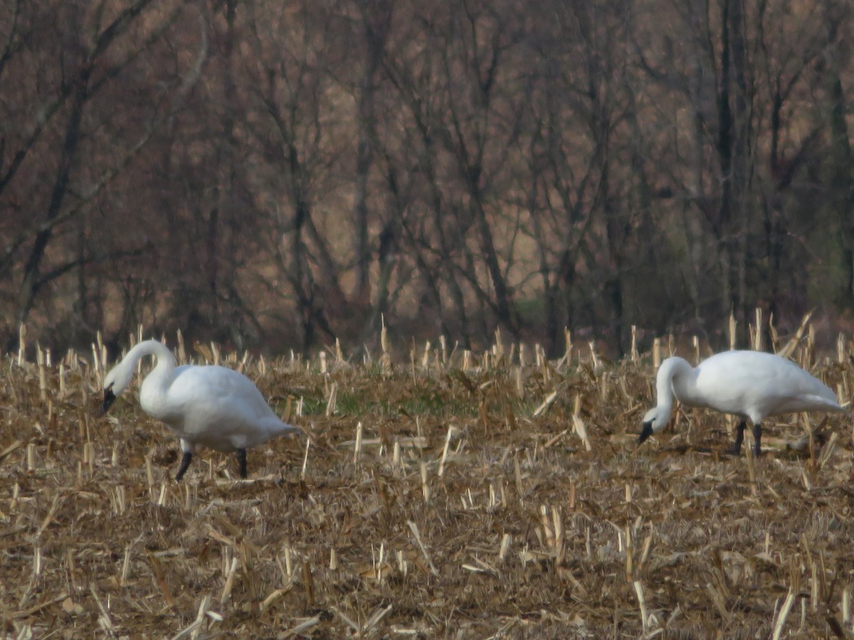 Cisne Chico - ML611743669
