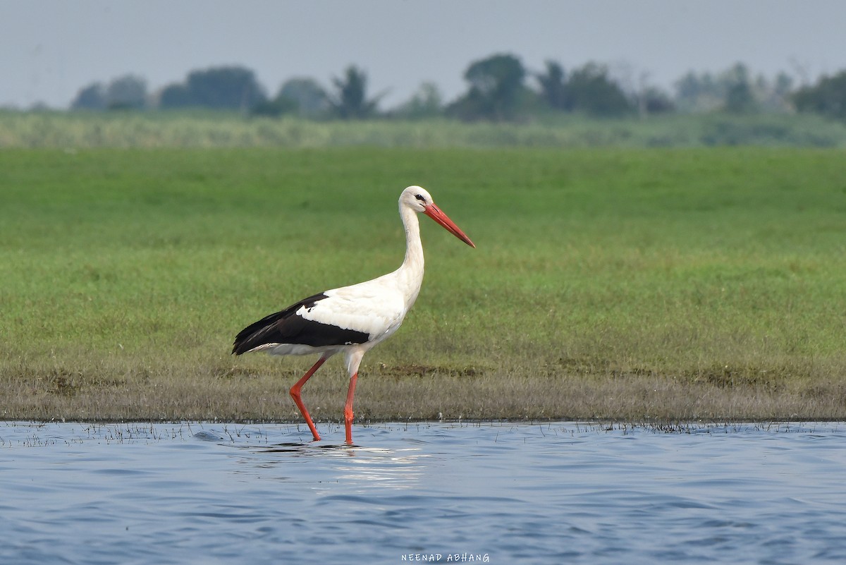 White Stork - ML611743689