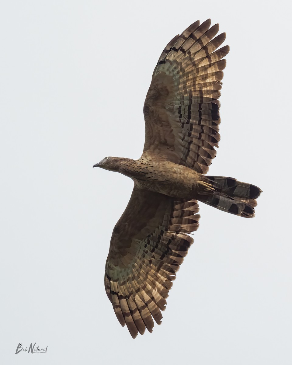 Oriental Honey-buzzard (Indomalayan) - ML611743695