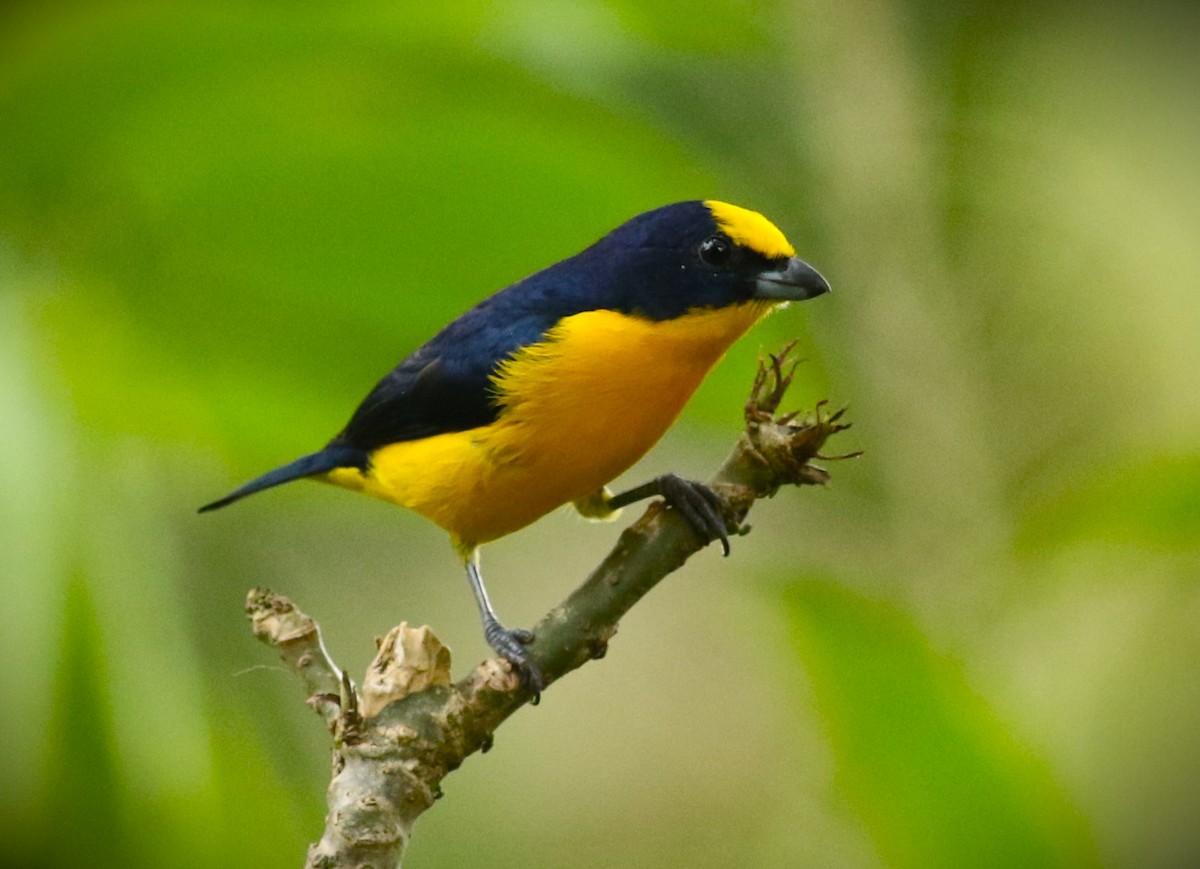 Thick-billed Euphonia (Black-tailed) - ML611743764