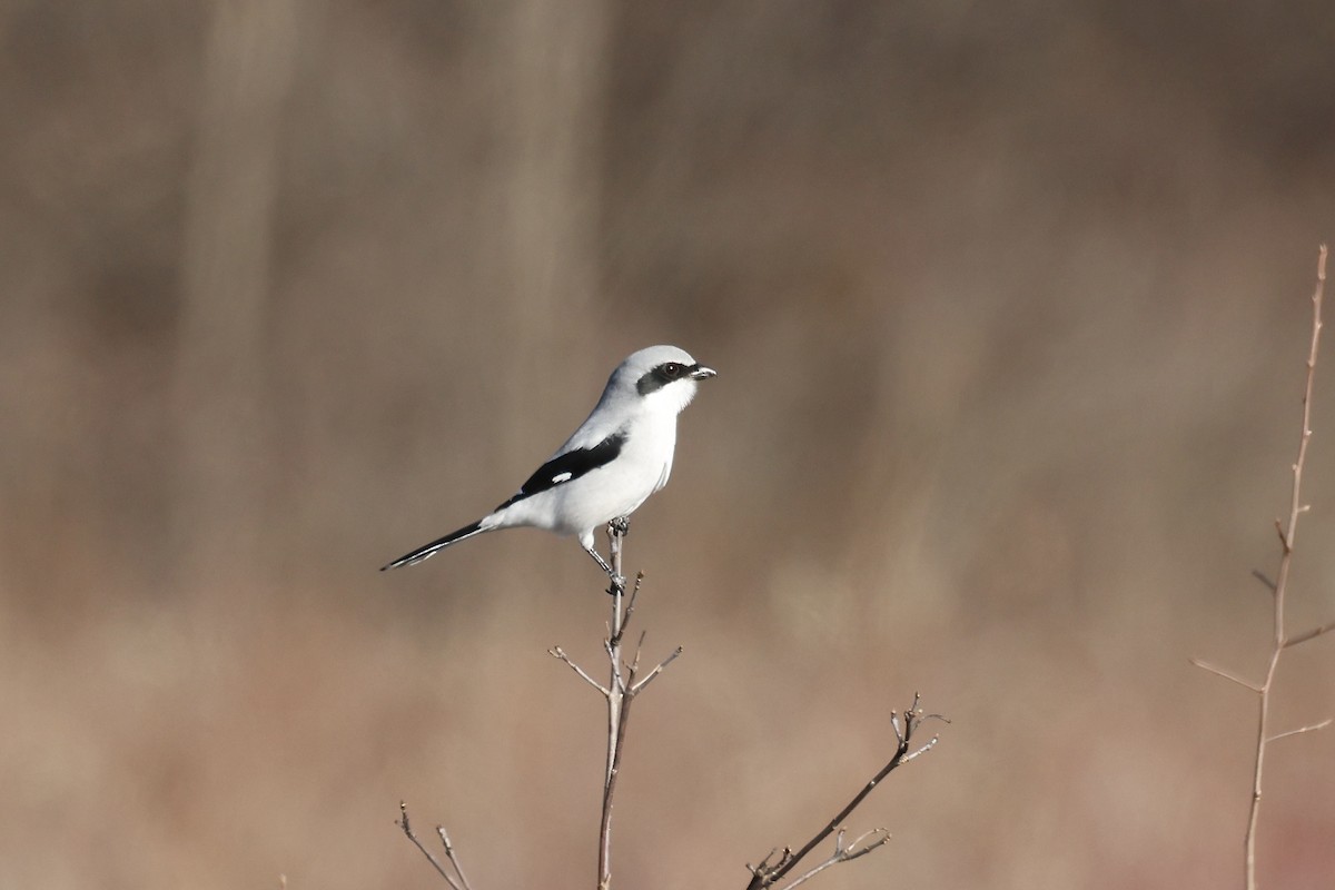 Loggerhead Shrike - ML611743893